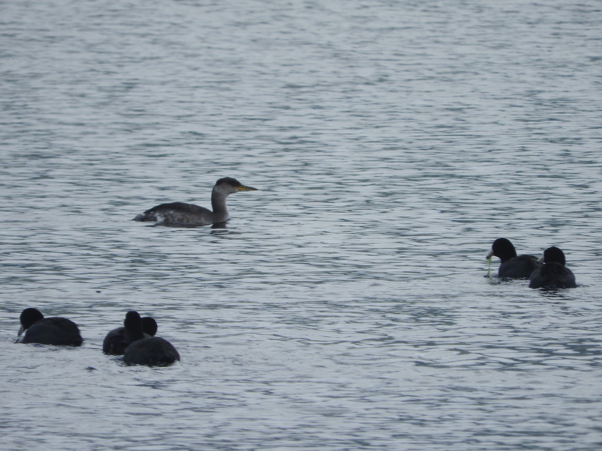 Red-necked Grebe - ML40768481