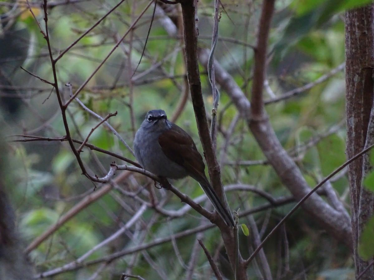 Brown-backed Solitaire - ML407684961