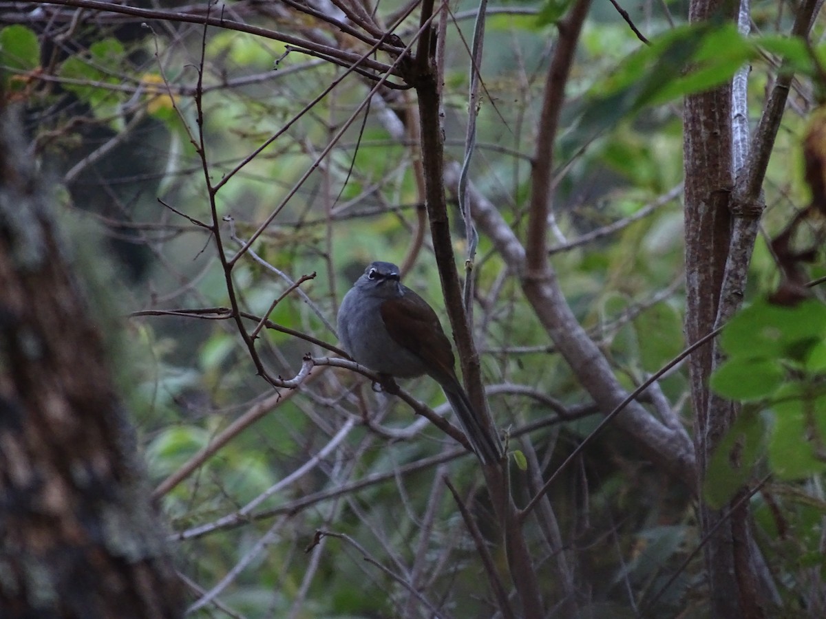 Brown-backed Solitaire - ML407684991
