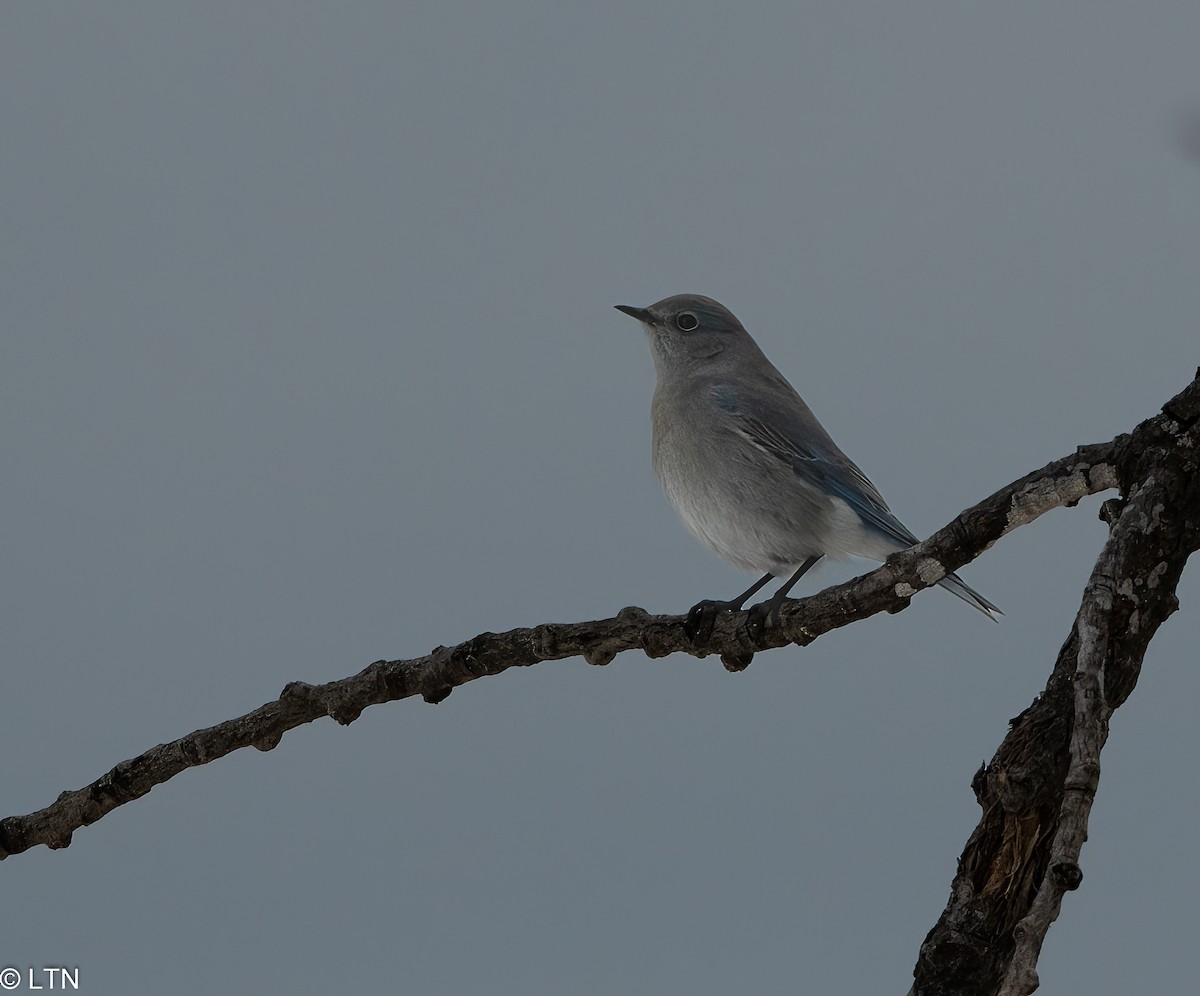 Mountain Bluebird - Anonymous