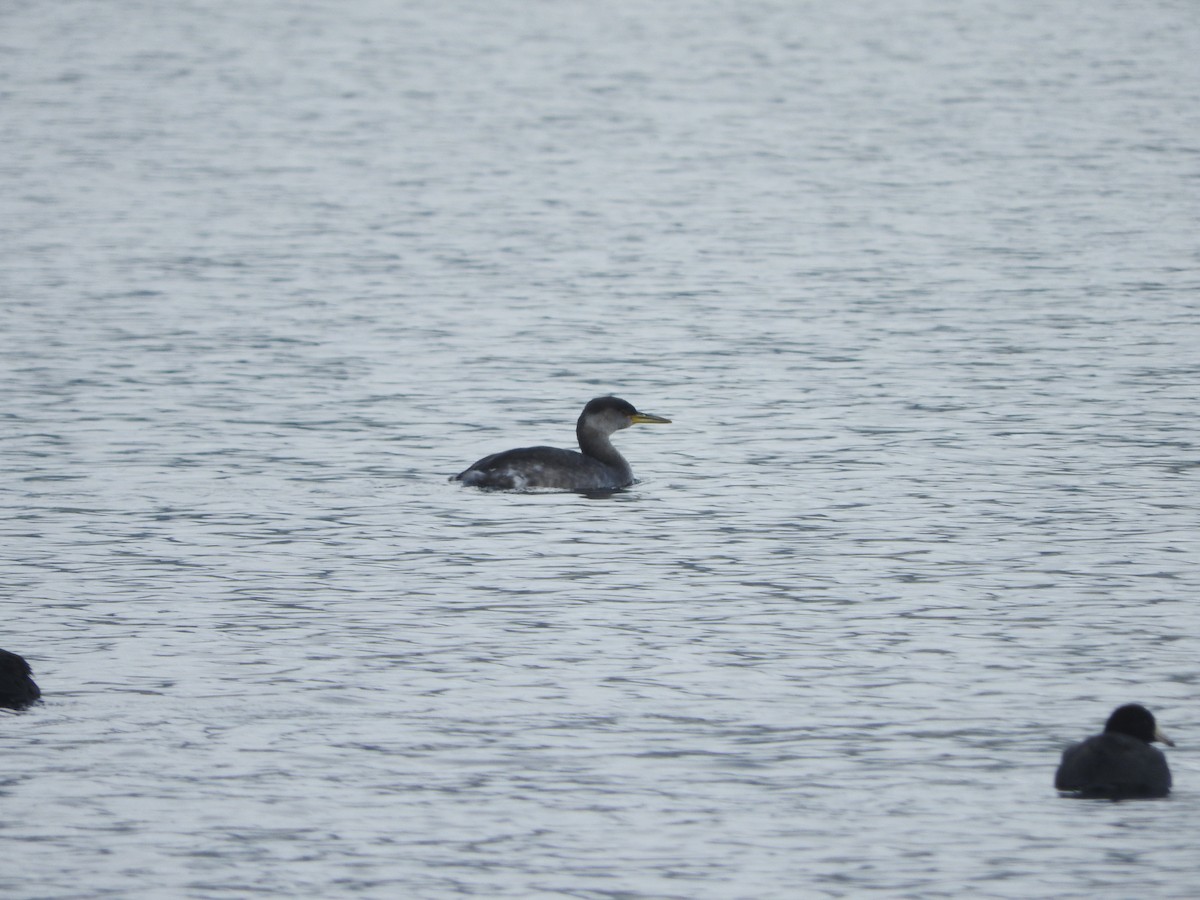 Red-necked Grebe - ML40768521