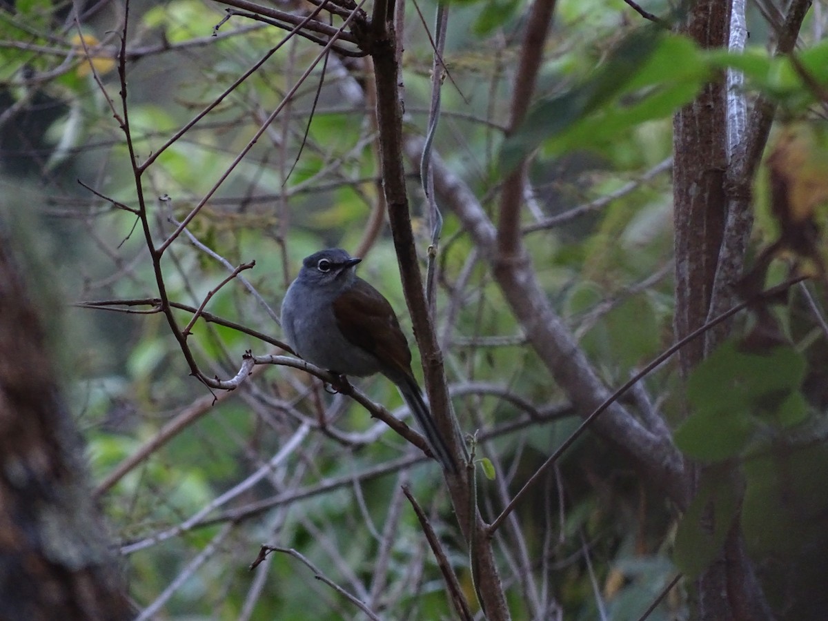 Brown-backed Solitaire - ML407685381