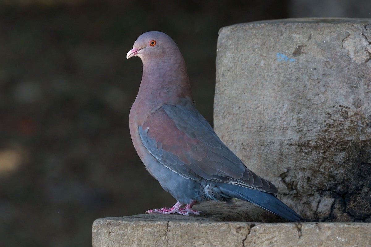 Pigeon à bec rouge - ML407687231