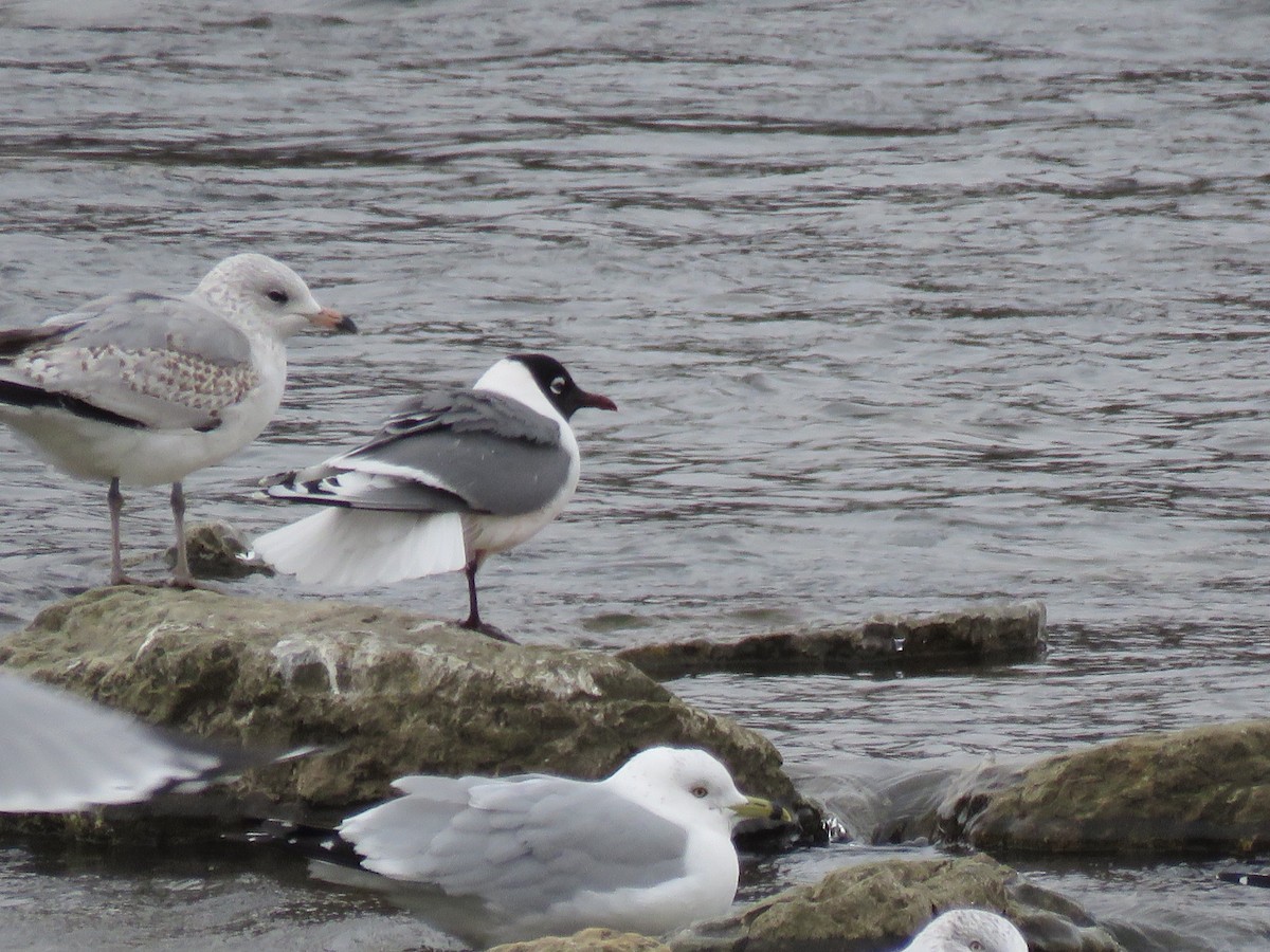 Franklin's Gull - aerin tedesco