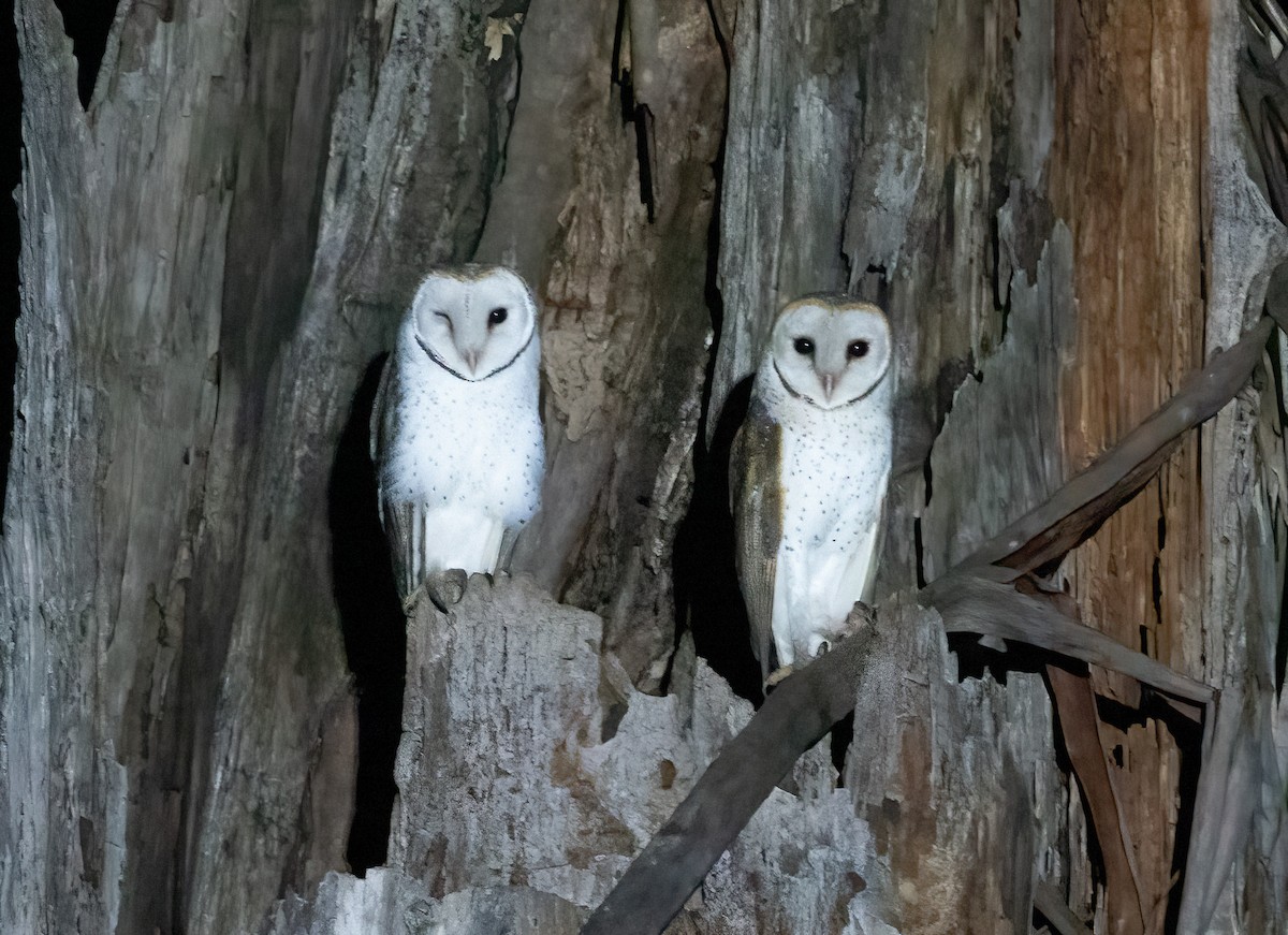 Barn Owl (Eastern) - John Goldie and  Kathy Walter