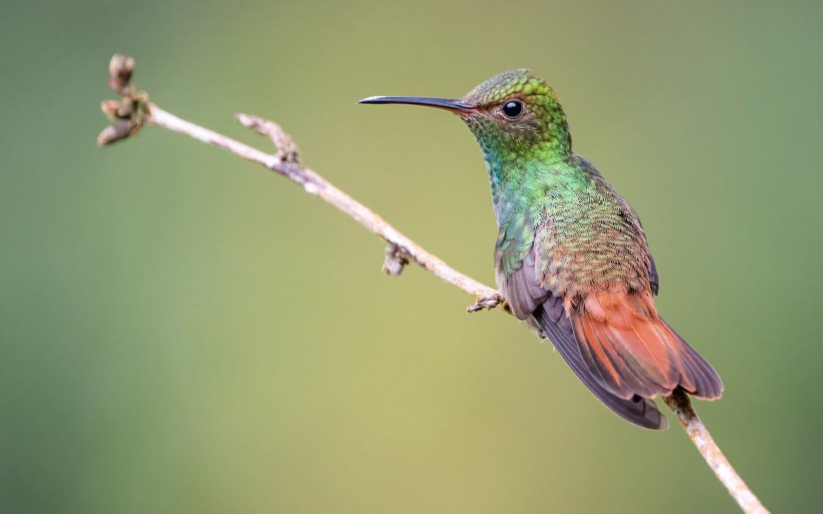 Rufous-tailed Hummingbird - Mason Maron