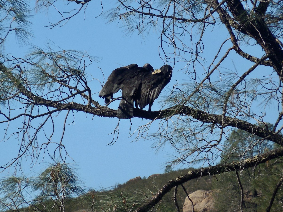 Condor de Californie - ML407694681