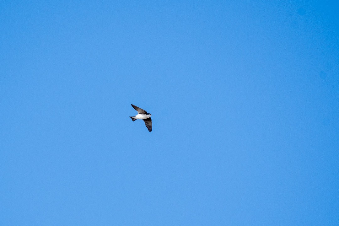 Golondrina Bicolor - ML407696191