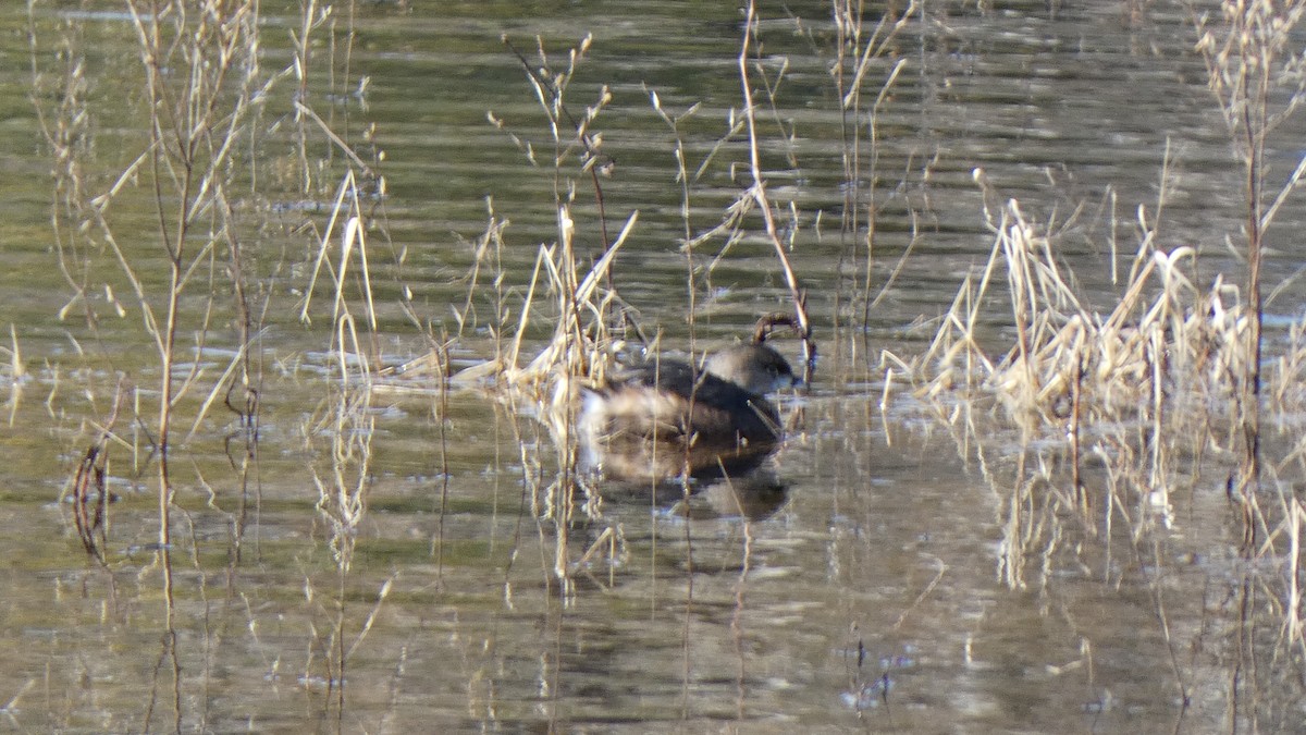 Pied-billed Grebe - John Harty