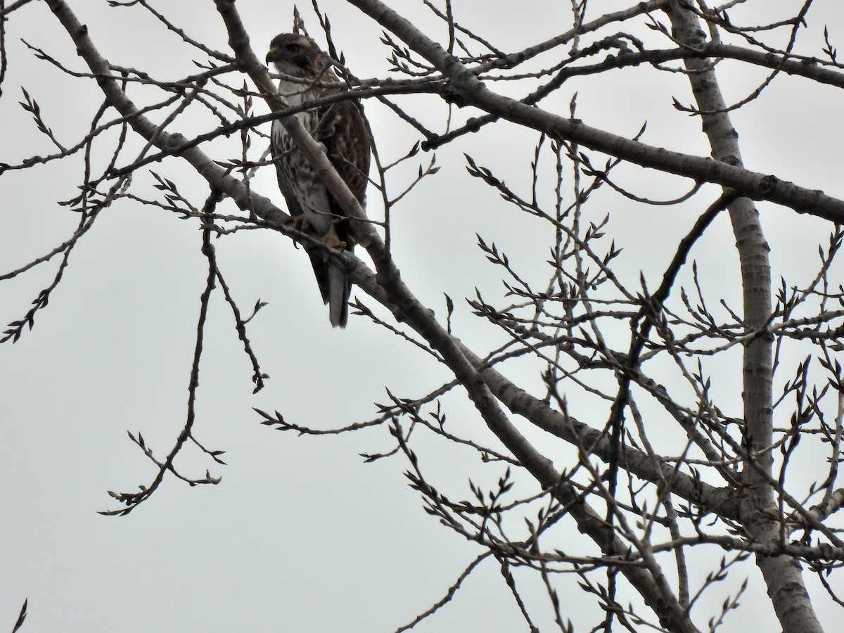 Red-tailed Hawk - ML407697371