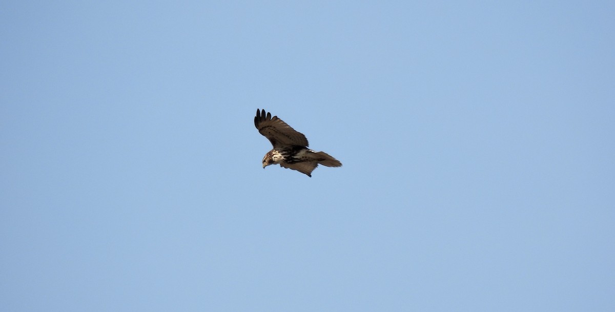 Red-tailed Hawk - ML407697441
