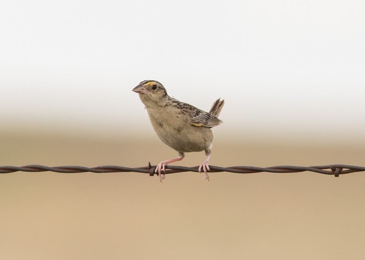 Chingolo Saltamontes - ML407698341