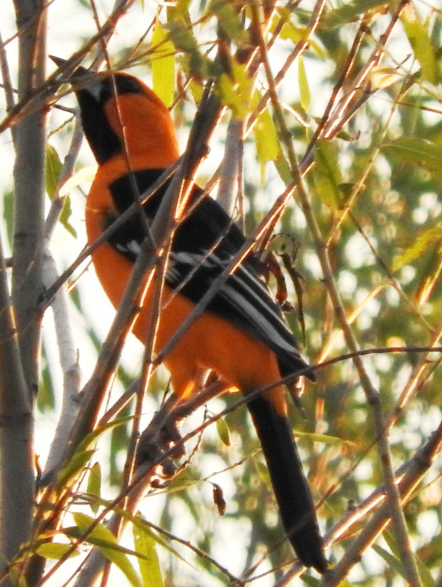 Oriole à gros bec - ML40770261