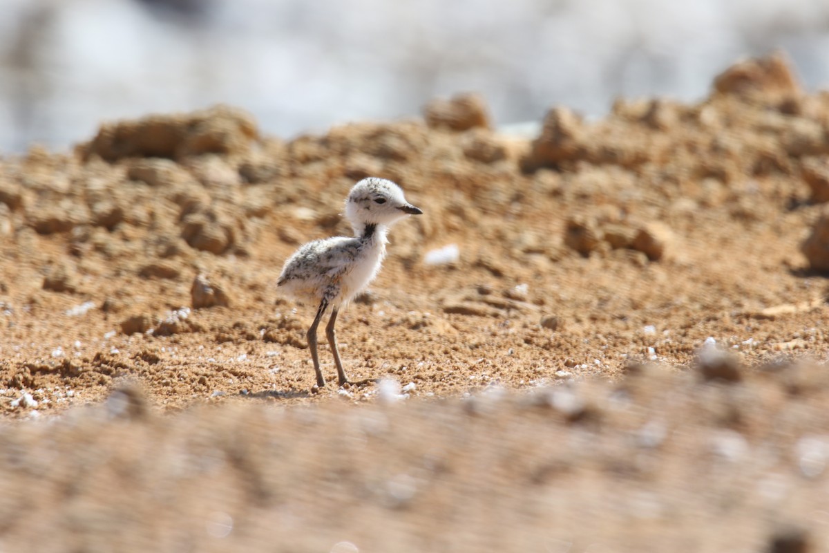 ユキチドリ - ML407703601