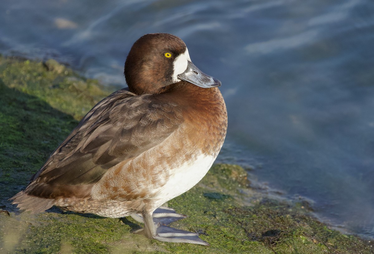 Greater Scaup - ML407703881