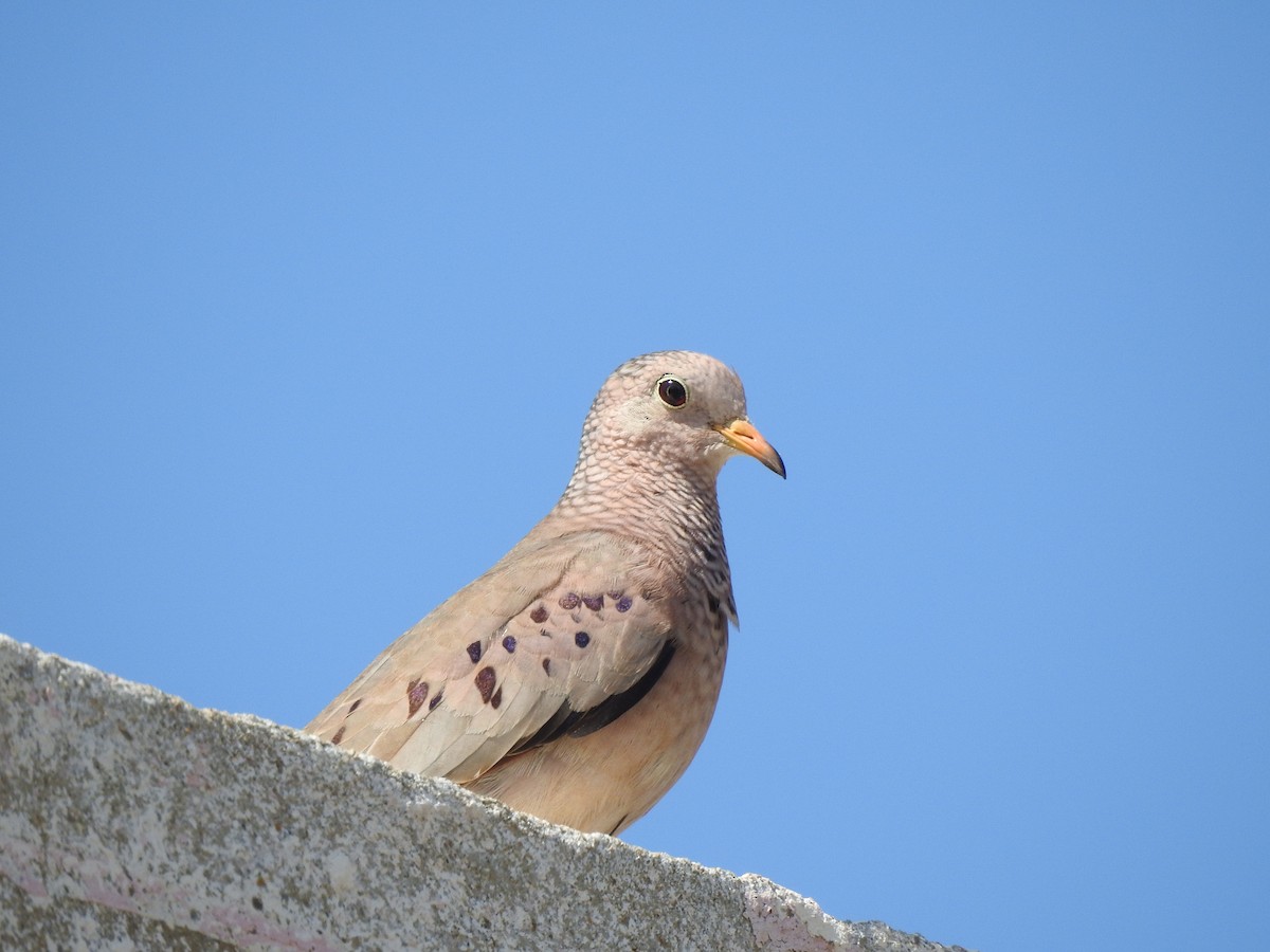 スズメバト - ML407703971