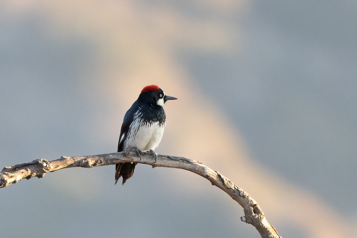 Acorn Woodpecker - Kalpesh Krishna