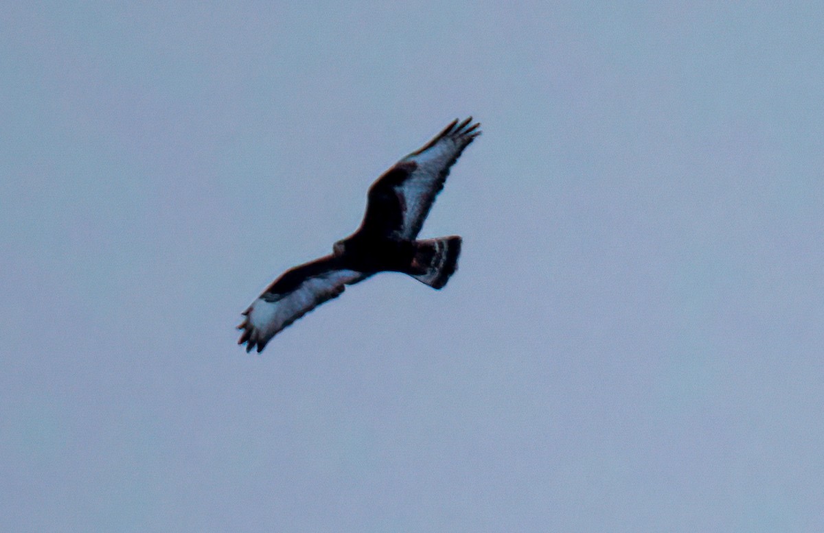 Rough-legged Hawk - ML407708361