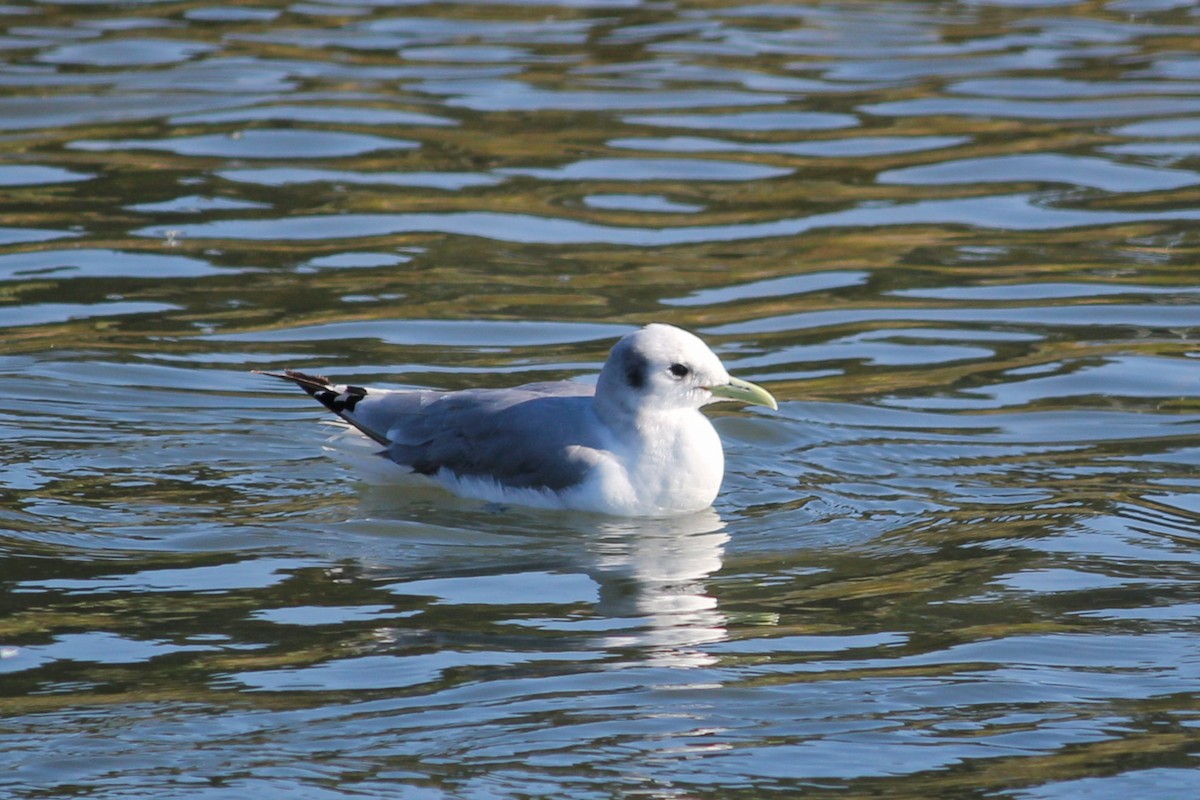 Black-legged Kittiwake - ML407709951