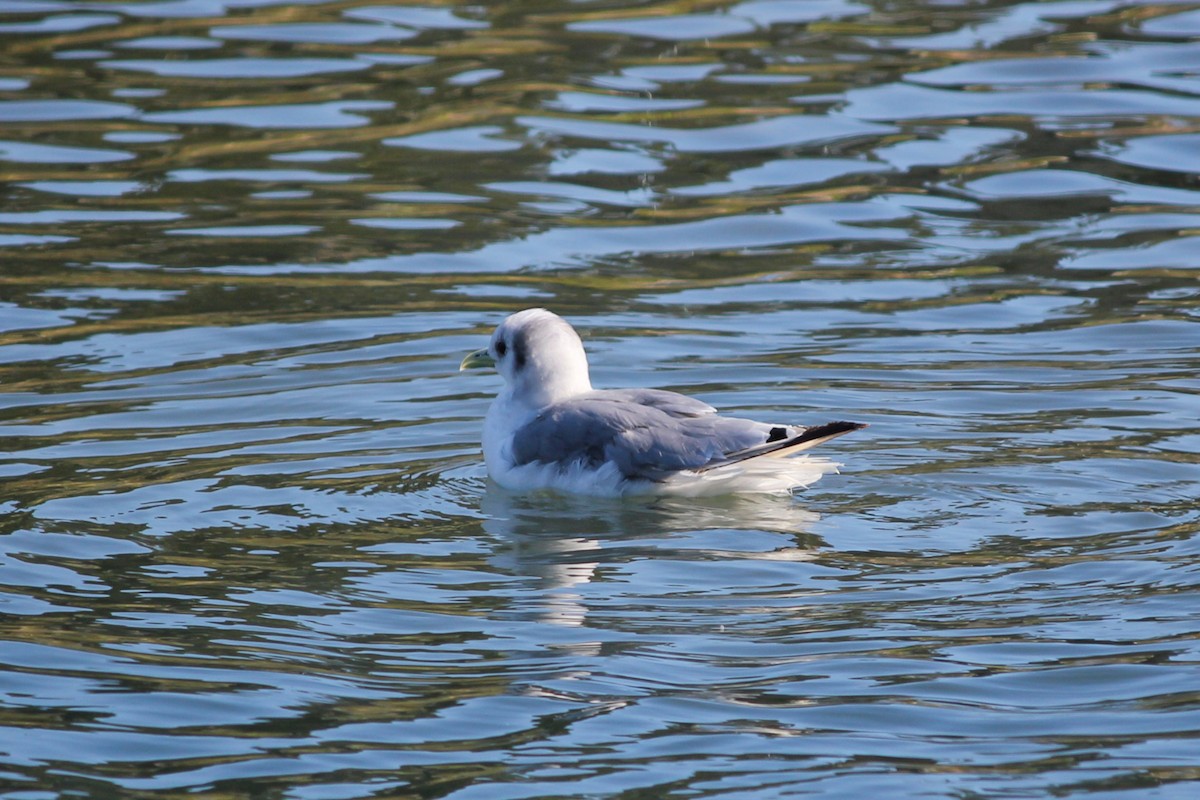 Mouette tridactyle - ML407710011