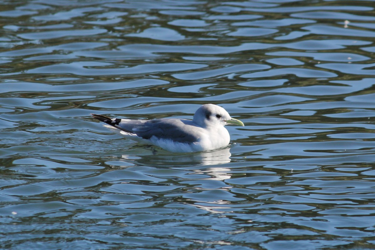 Mouette tridactyle - ML407710101