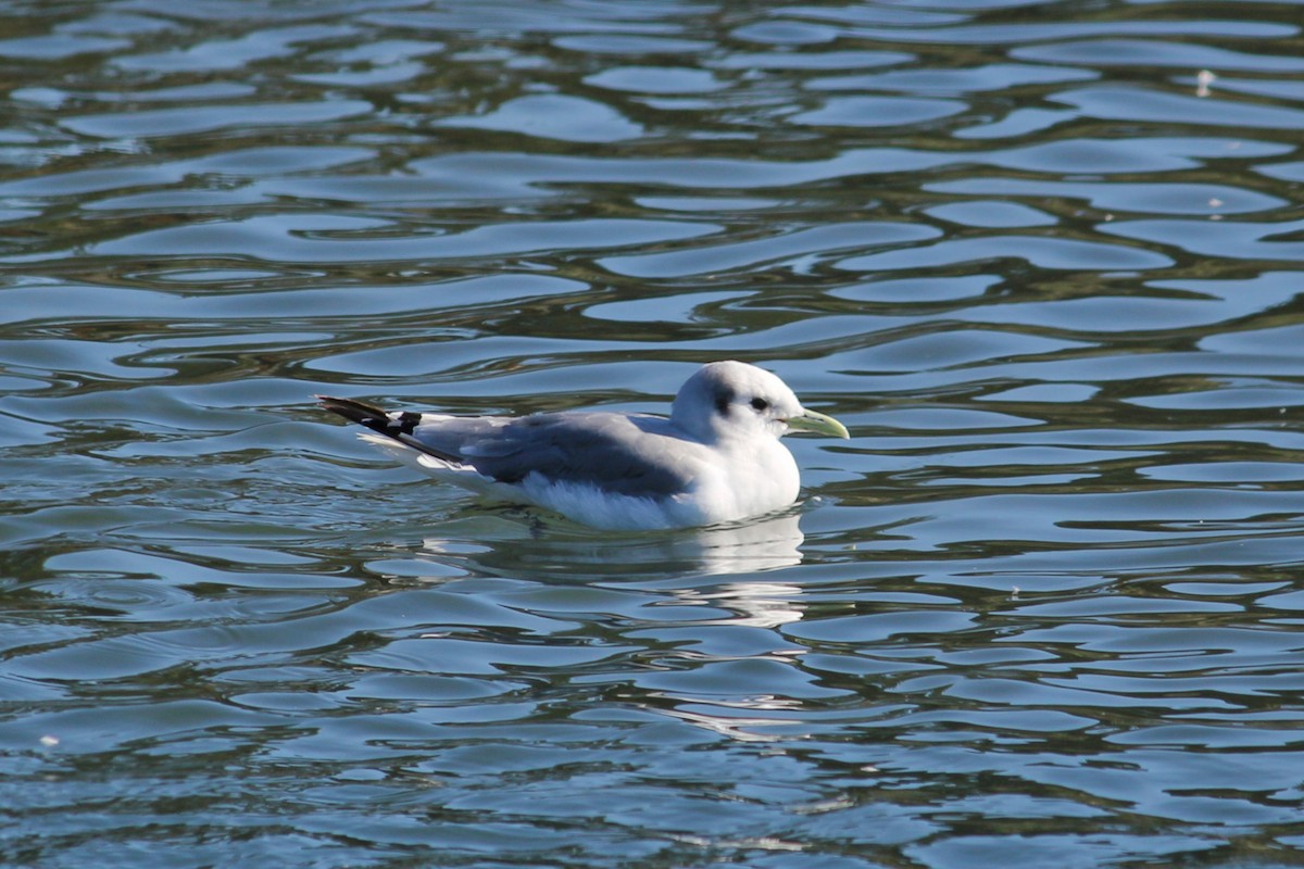 Black-legged Kittiwake - I'm Birding Right Now (Teresa & Miles Tuffli)