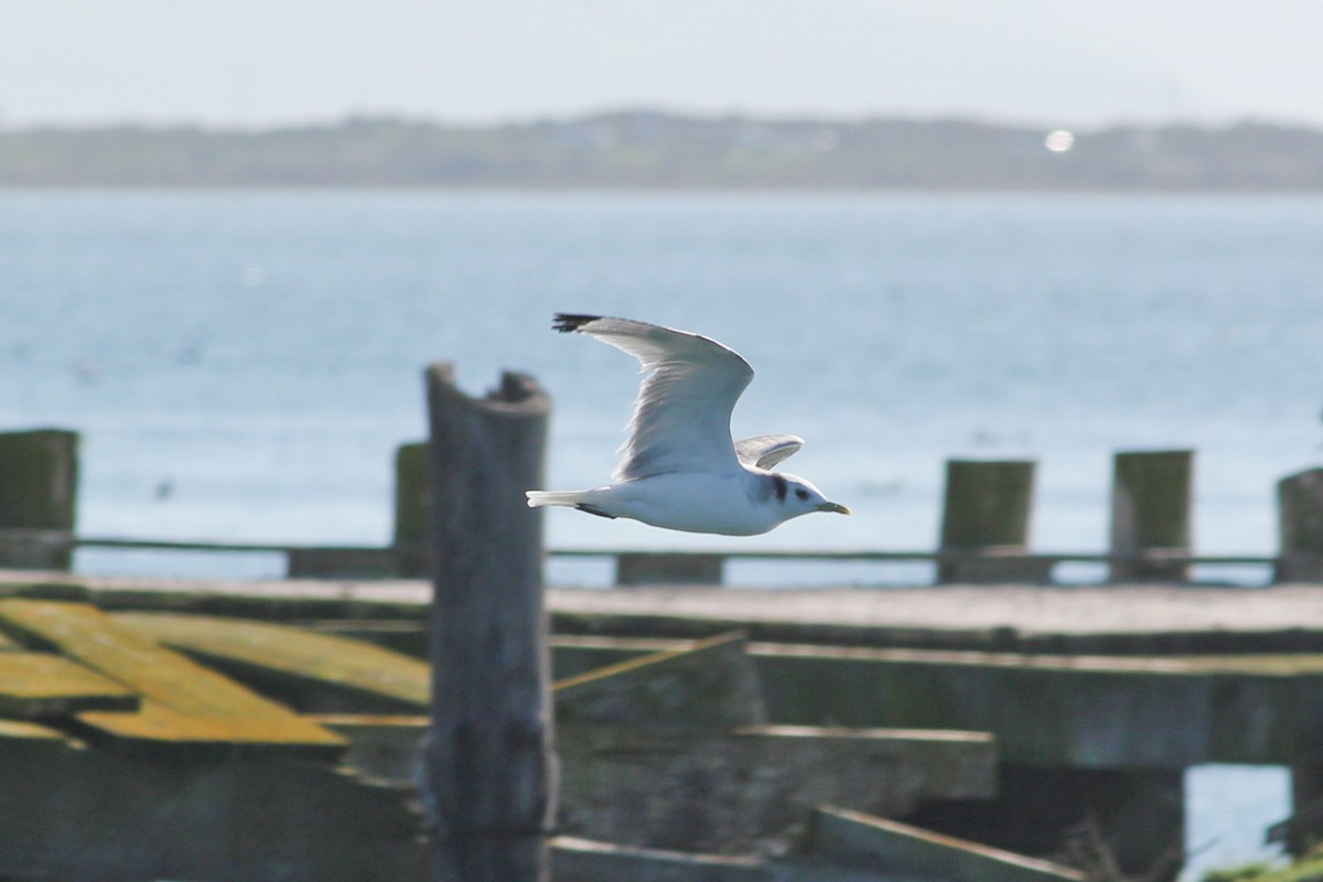 Black-legged Kittiwake - I'm Birding Right Now (Teresa & Miles Tuffli)