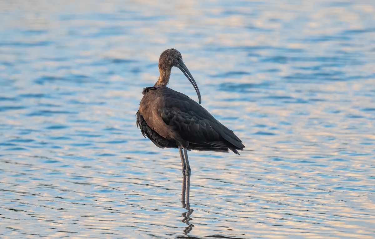 Glossy Ibis - ML407711071