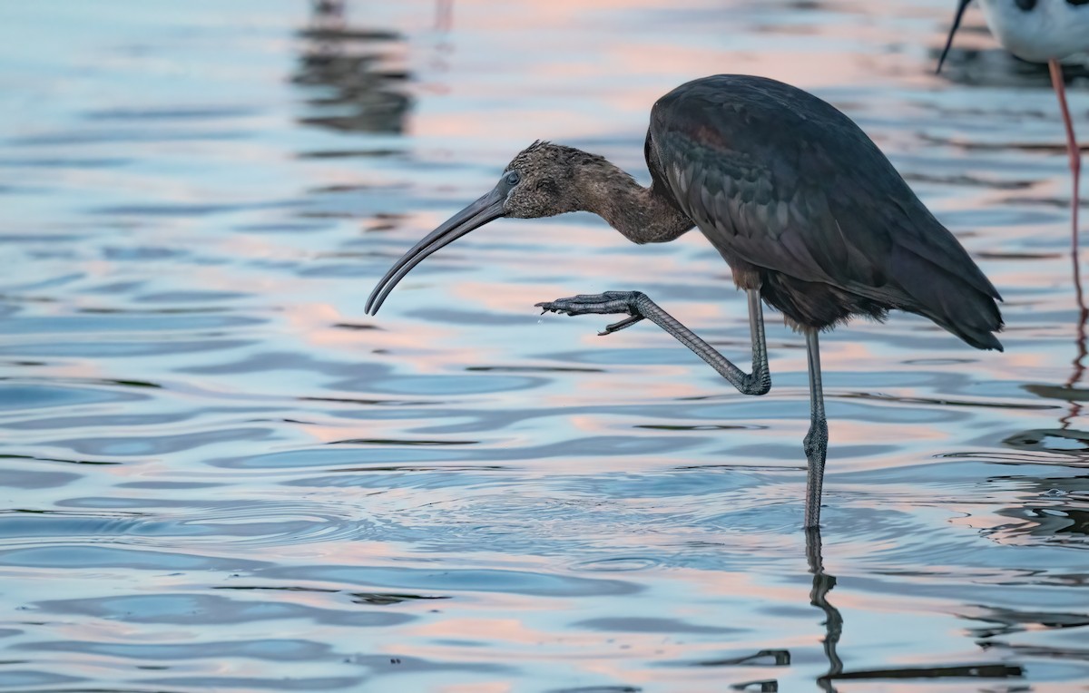 Glossy Ibis - ML407711081