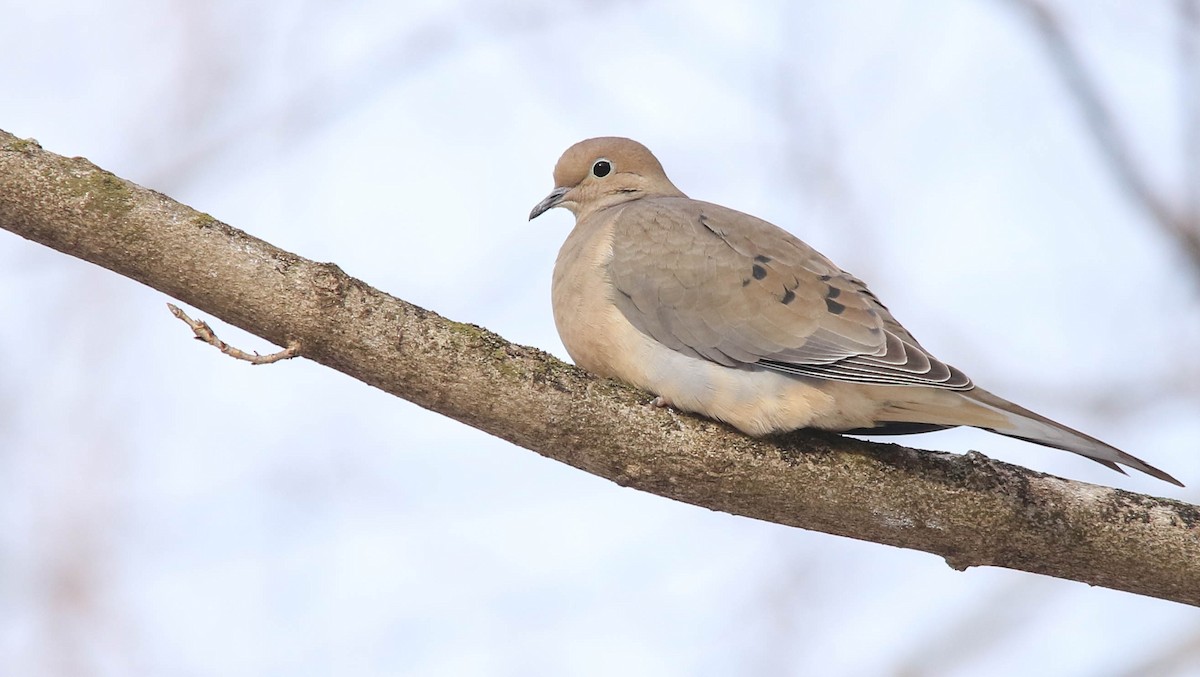 Mourning Dove - Benjamin Hack