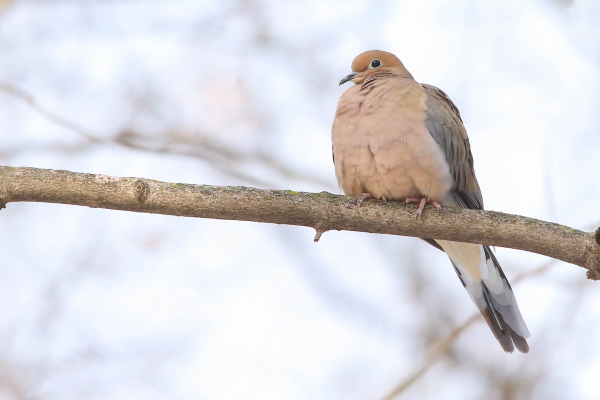 Mourning Dove - Benjamin Hack