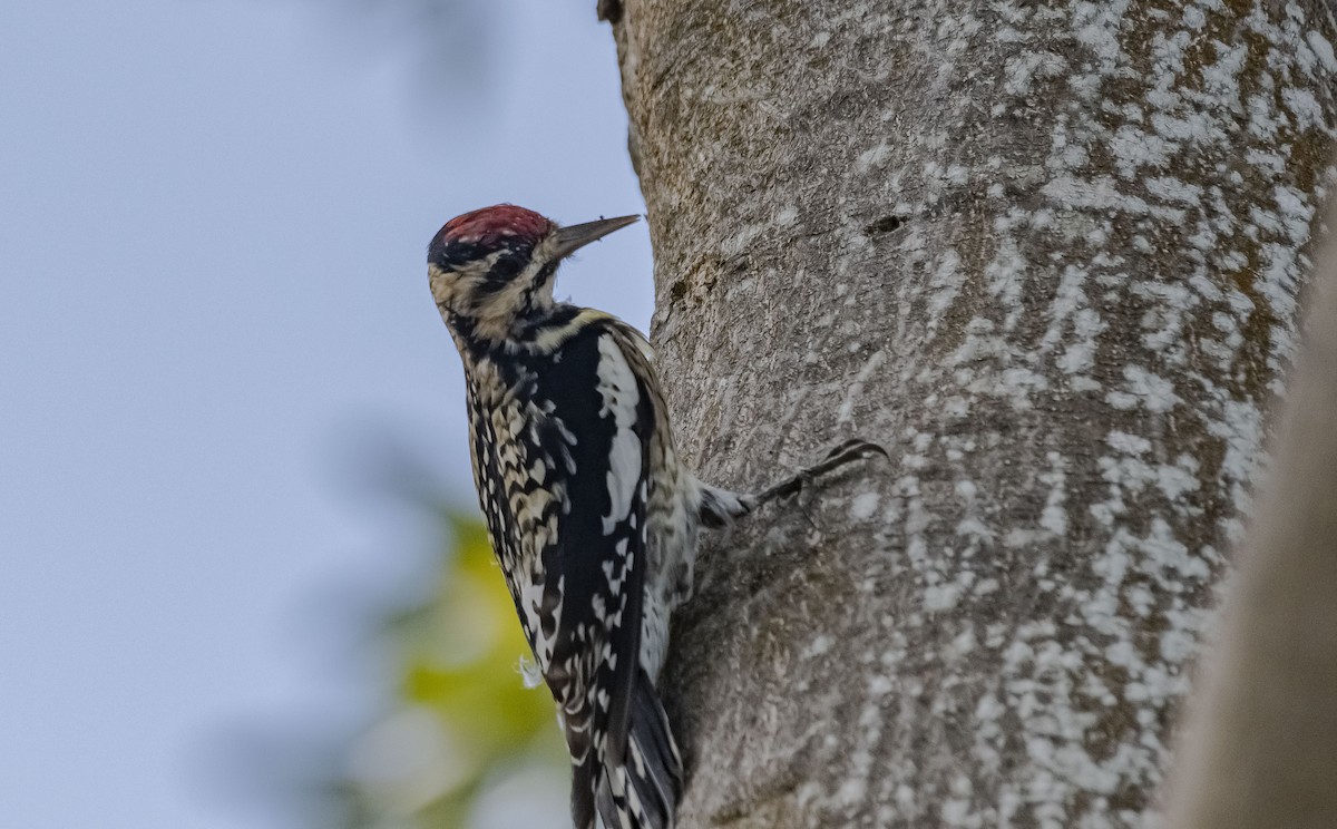 Yellow-bellied Sapsucker - ML407716081