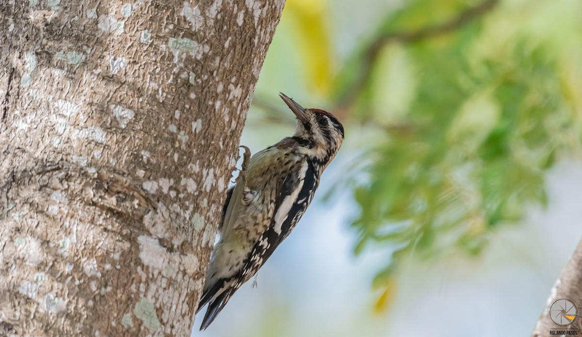 Yellow-bellied Sapsucker - ML407716201