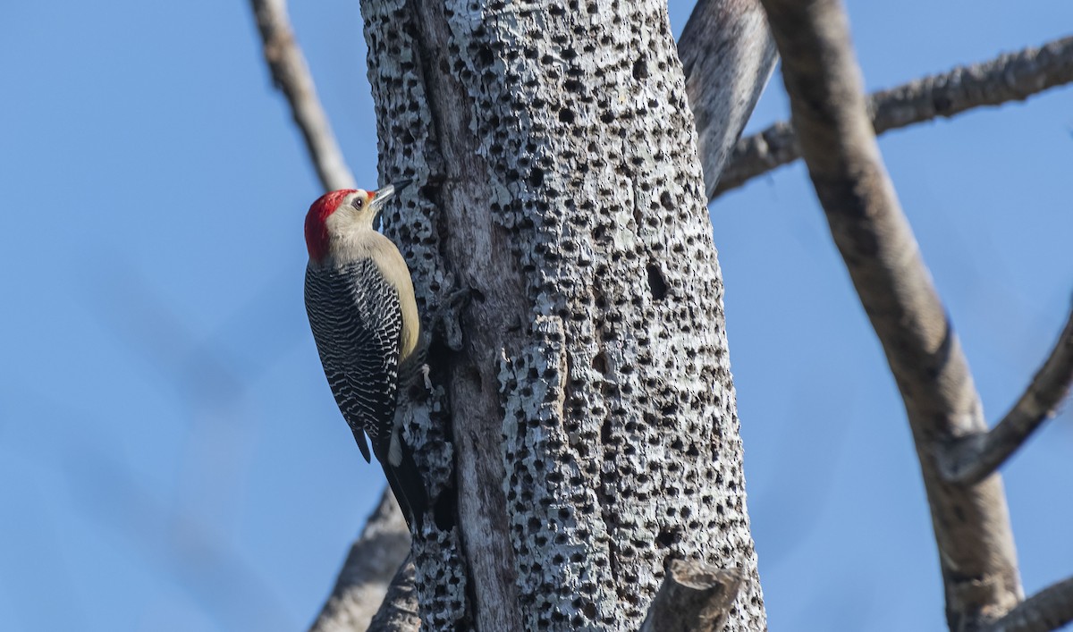 Golden-fronted Woodpecker - ML407716241