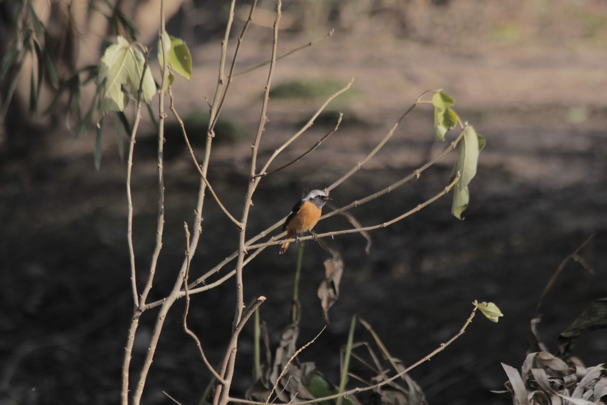 Daurian Redstart - ML407716461