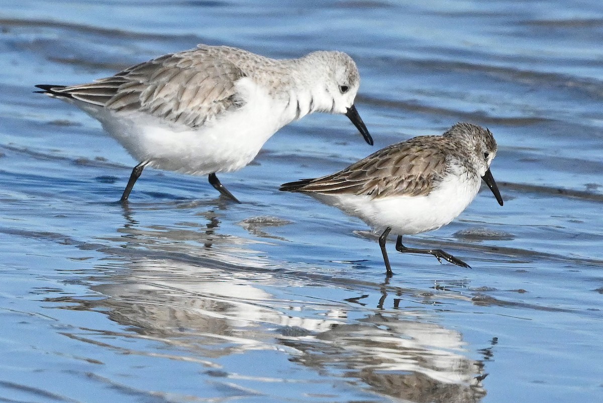 Western Sandpiper - ML407717781