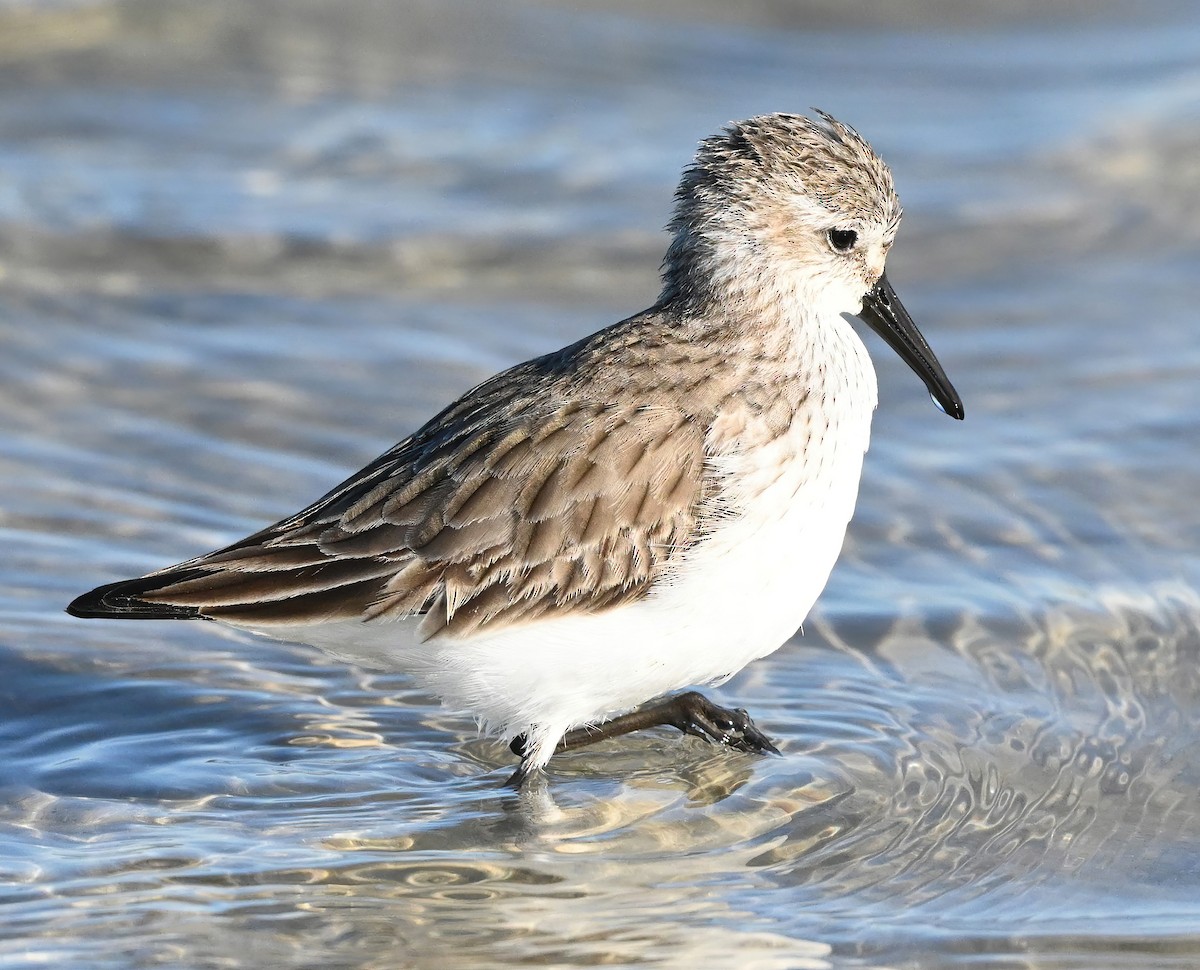 Western Sandpiper - Ann Stinely