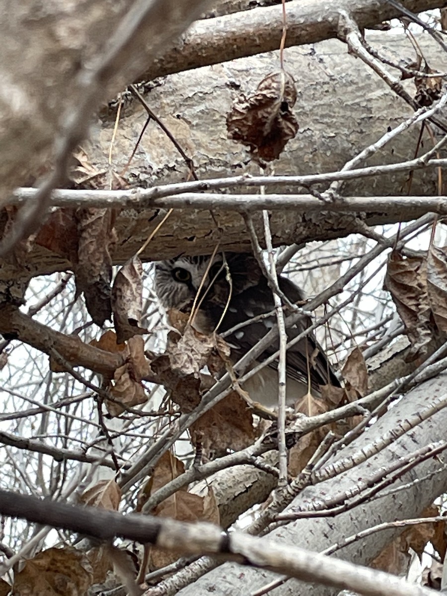 Northern Saw-whet Owl - ML407718081