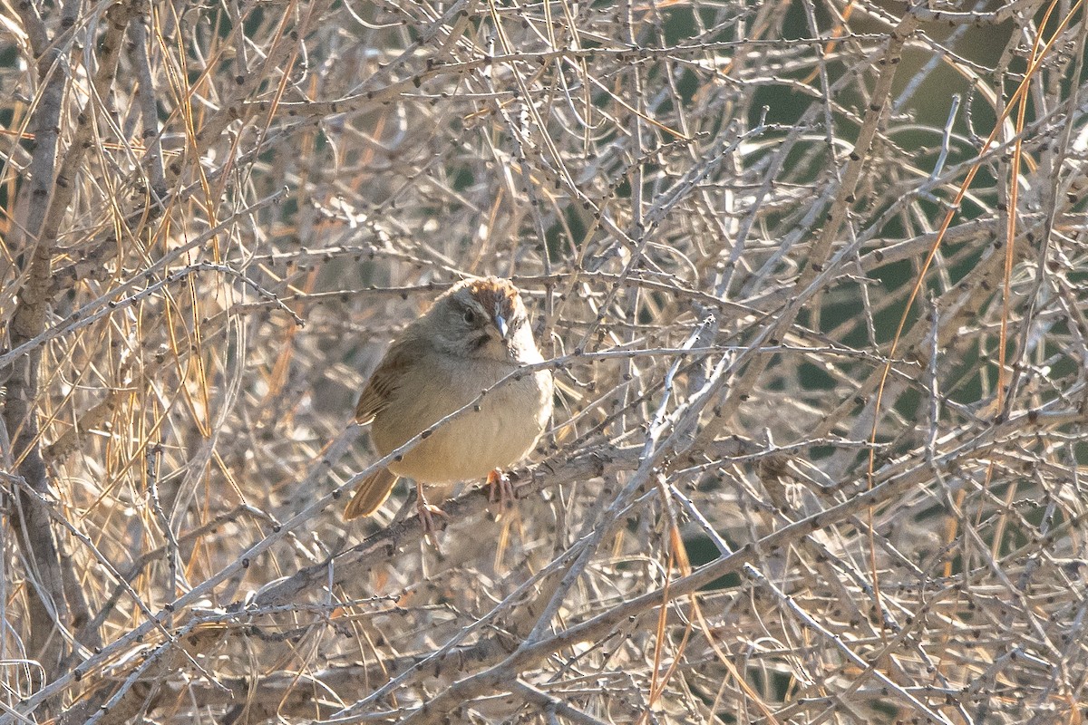Rufous-crowned Sparrow - Kalpesh Krishna