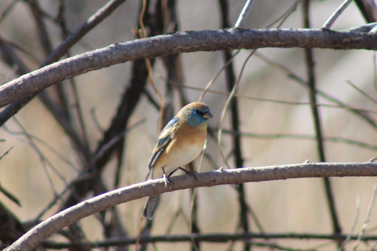 Lazuli Bunting - ML407718461