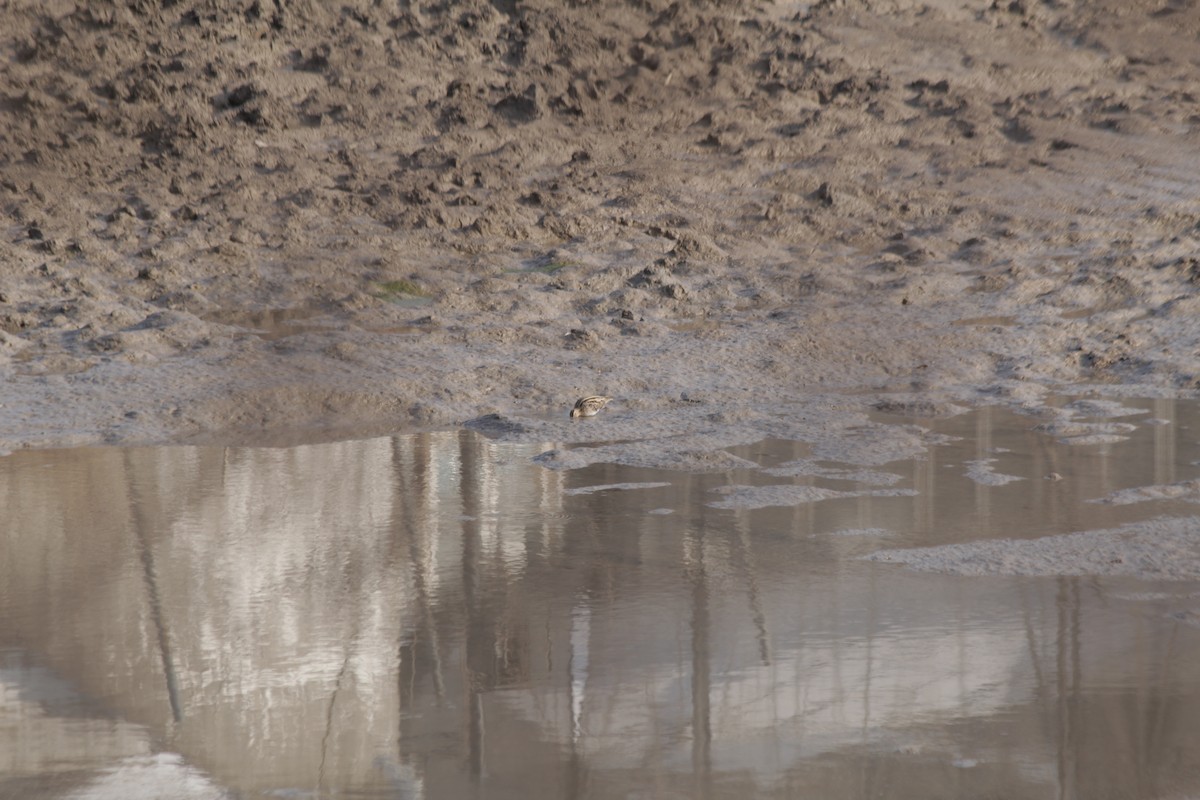 Common Snipe - Emma Hui