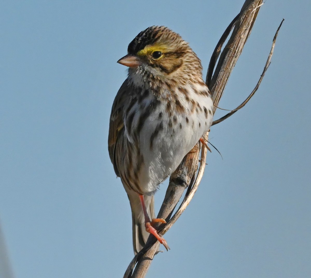 Savannah Sparrow - ML407718571