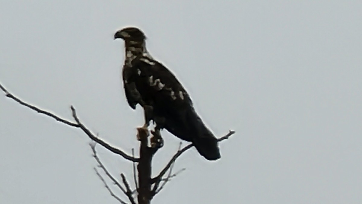 Bald Eagle - Troi Perkins