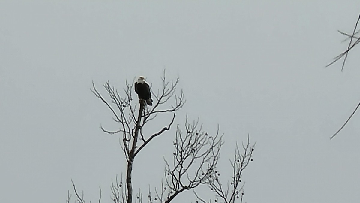 Bald Eagle - Troi Perkins