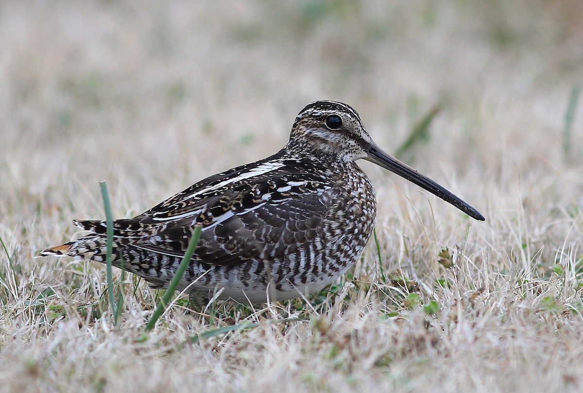 Wilson's Snipe - ML407720071