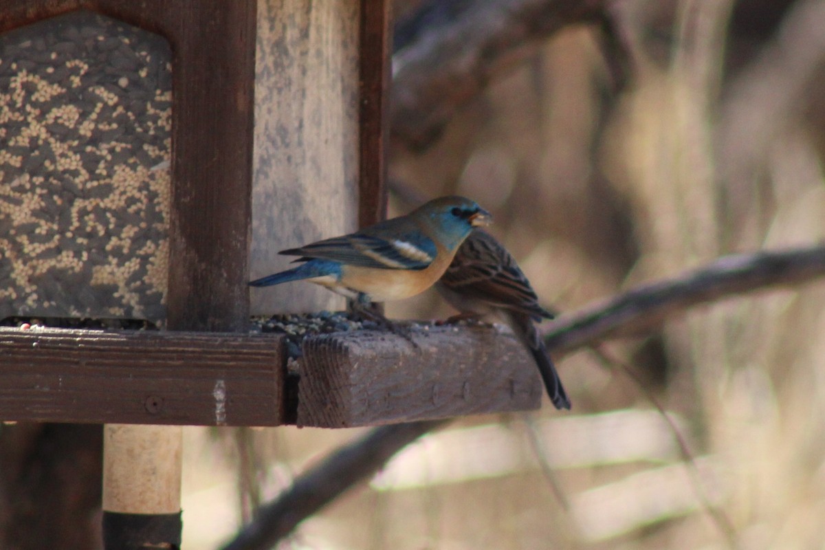 Lazuli Bunting - ML407720751