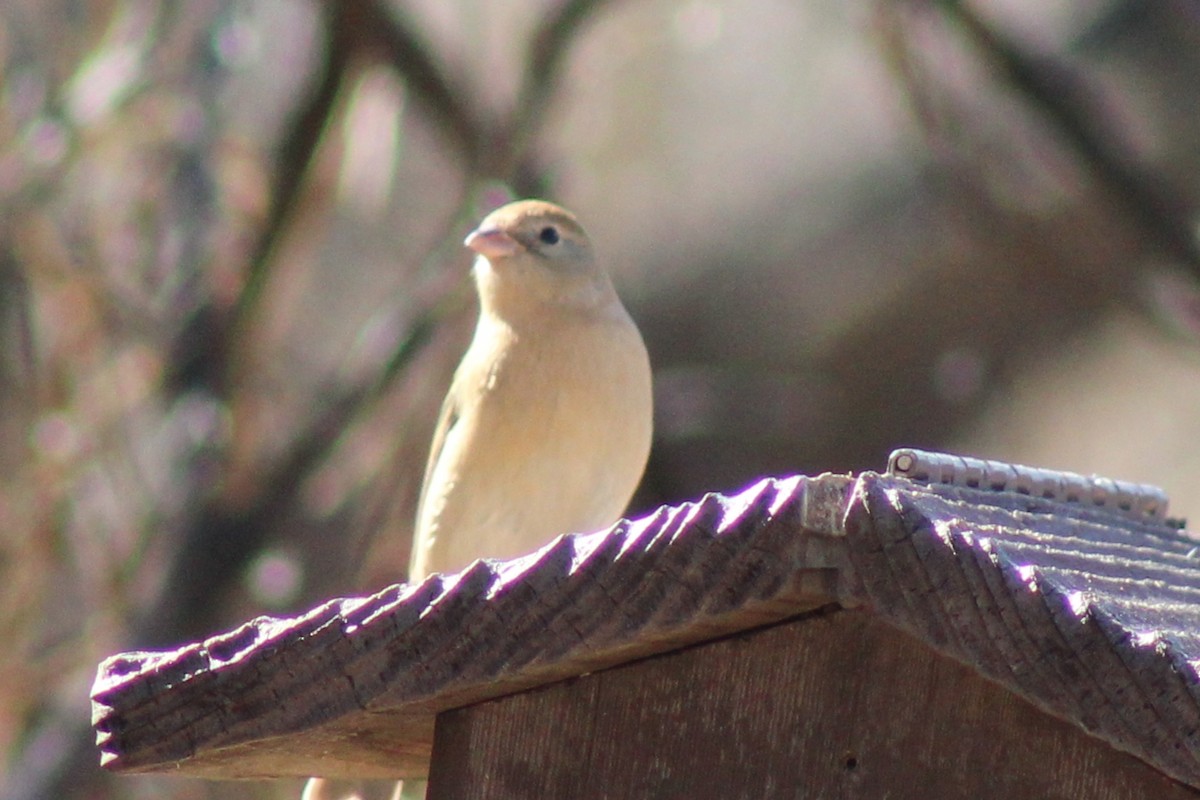 Lazuli Bunting - ML407721101