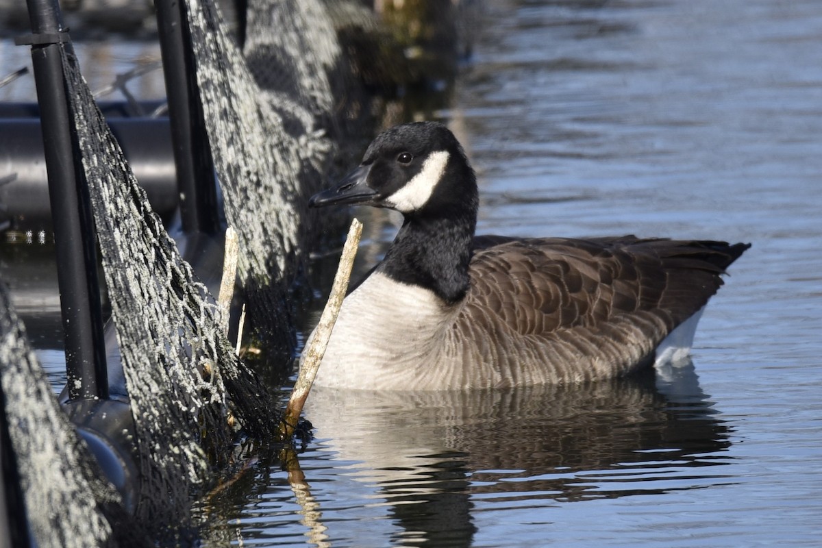 Canada Goose - Lynn Kohler