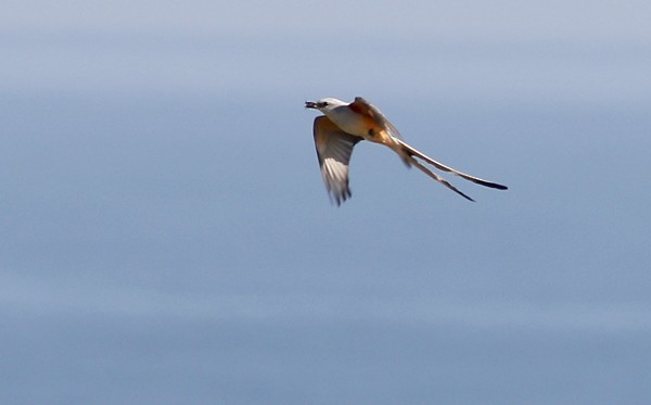 Scissor-tailed Flycatcher - ML40772371