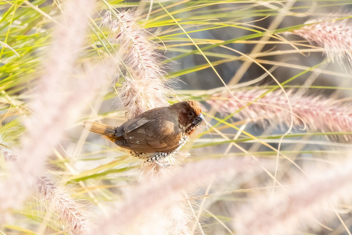 Scaly-breasted Munia - Kalpesh Krishna